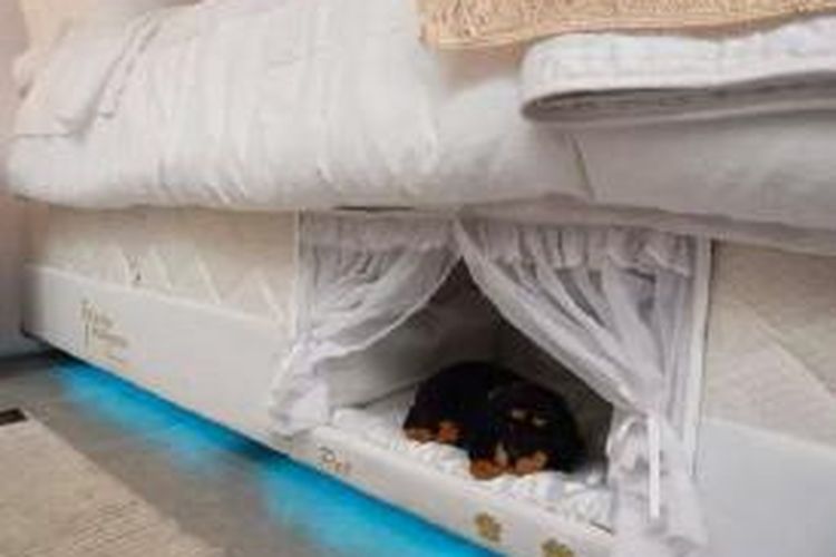 Kasur Bed Pet buatan perusahaan Brazil.