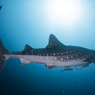 Elnusa Lestarikan Hiu Paus di Papua Tengah, Pakai Teknologi Tagging