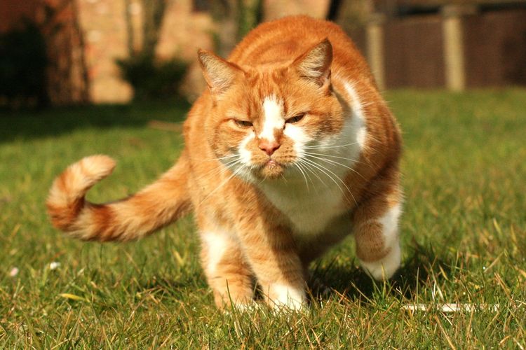 Arti gerakan ekor kucing yang membanting-banting adalah kucing sedang merasa terganggu, kesal atau marah.