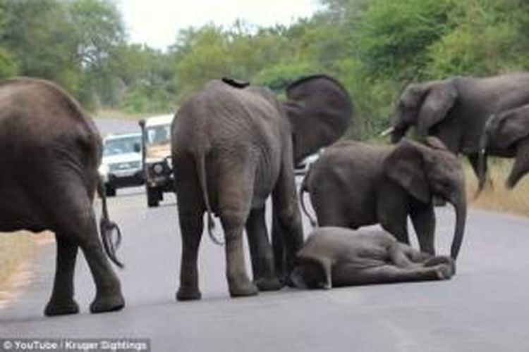 Seekor anak gajah pingsan di tengah sebuah jalan raya yang melintasi Taman Nasional Kruger, Afrika Selatan, yang kemudian menimbulkan kemacetan karena sekelompok gajah dewasa datang untuk membantu anak gajah itu.