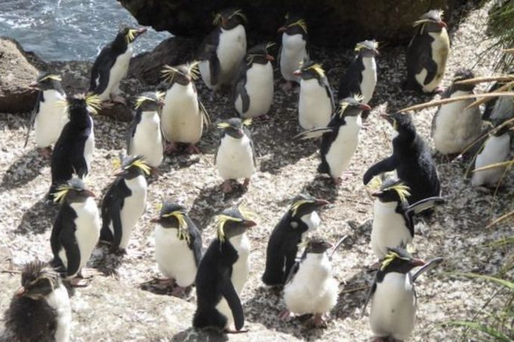 Penguin lompat utara menyukai pesisir terjal Tristan da Cunha.