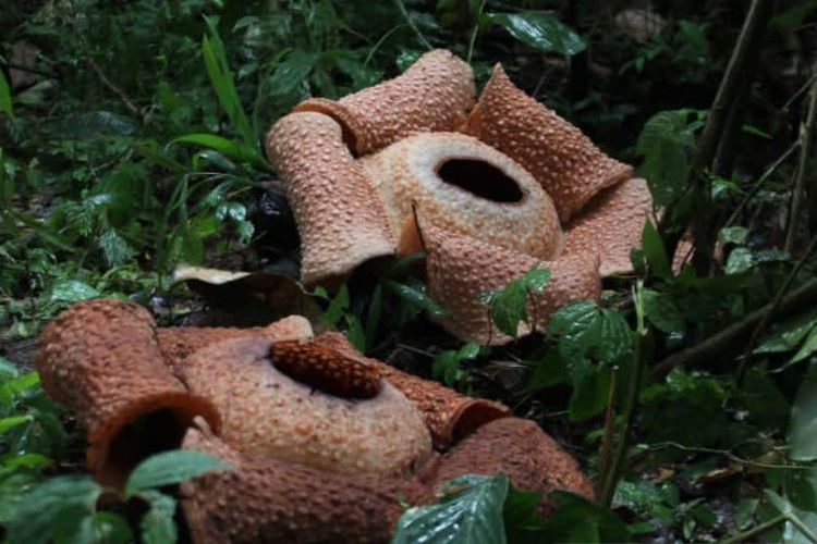  Dua bunga Rafflesia Arnoldi yang mekar di sekitar kebun milik warga di Dusun Pulu Lebagh Desa Kayu Ajaran, Kecamatan Ulu Manna,Kabupaten Bengkulu Selatan. 
