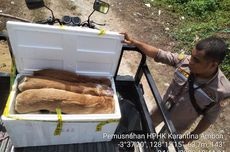 Gibran Teken SE soal Daging Anjing, Pedagang: Belum Ada Surat Larangan