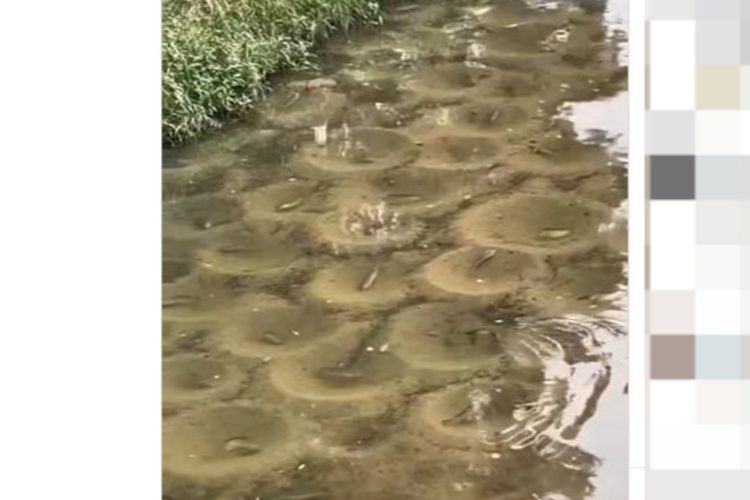 Tangkapan layar video ikan nila membuat sarang berbentuk lingkaran di dasar sungai.