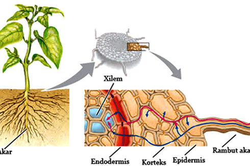Bagian dan Fungsi Akar Tumbuhan
