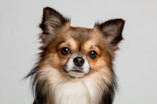 Penyebab Telinga Anjing Chihuahua Terkulai