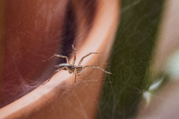 Ternyata Sarang Laba-laba di Rumah Punya Segudang Manfaat
