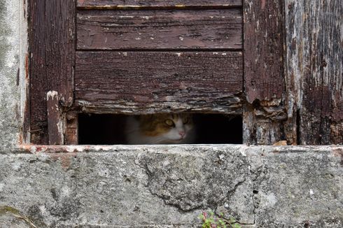 Alasan Kucing Peliharaan Bersembunyi Ketika akan Mati