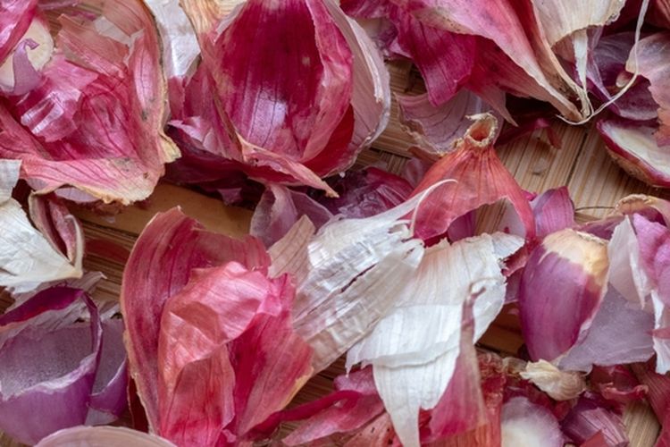 Ilustrasi kulit bawang merah. Kulit bawang merah dapat dimanfaatkan untuk membuat pupuk dan insektisida bagi tanaman. 