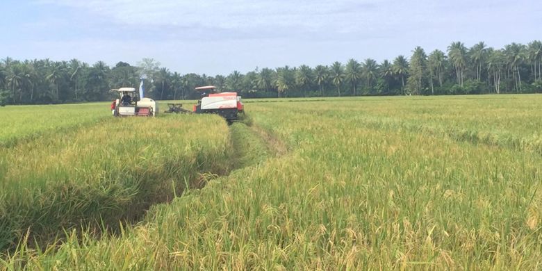 Data terbaru menunjukan luas lahan bahan baku sawah pada 2018 mencapai 7,1 juta hektar. Angka tersebut mengalami penurunan sekitar 635 ribu hektar.