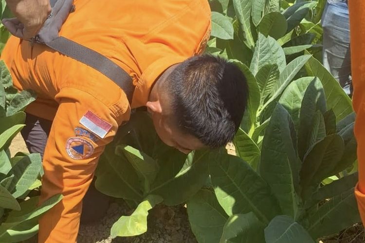 Suara Gemuruh Misterius Muncul dari Lahan Tembakau di Sampang, Ada Aroma Seperti Gas