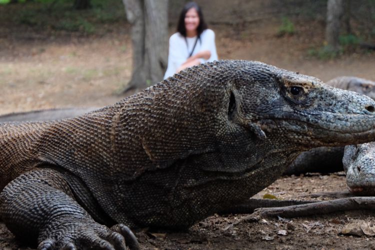 Wisatawan berpose di belakang komodo, di TN Komodo, Pulau Rinca, NTT.