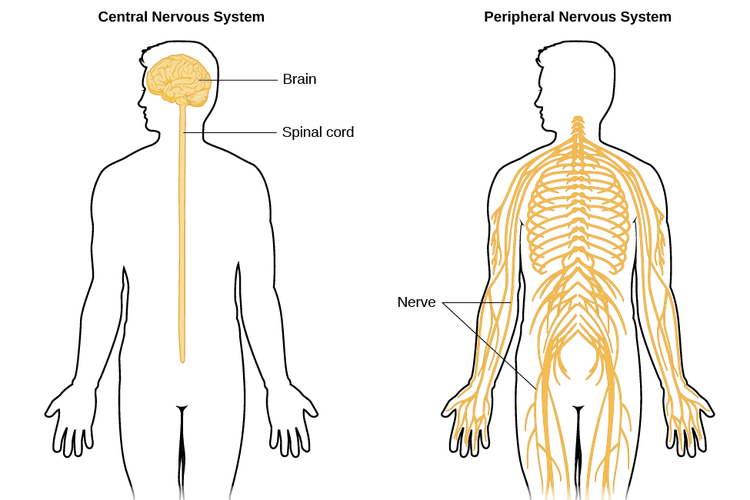 Sistem saraf pusat dan sistem saraf tepi pada manusia.