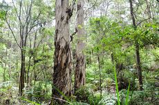 Daftar Harga iPhone Hari Ini 25 Desember 2025, Lebih Murah dengan Promo Natal