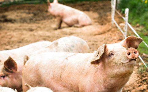 Indonesian Health Ministry on Alert for New Swine Flu Strain