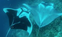 Pertemuan Langka Dua Pari Manta, Panggilan Konservasi Laut Raja Ampat