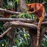 Mengenal Kanguru Pohon Mantel Emas, Maskot PON XX Papua