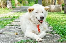 Alat yang Diperlukan untuk Melatih Anjing