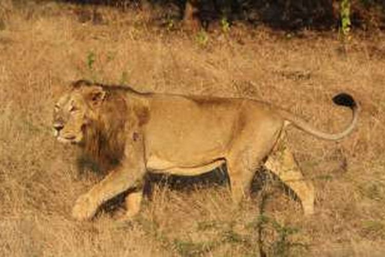 Seekor singa India jantan di taman suaka Gir, negara bagian Gujarat.