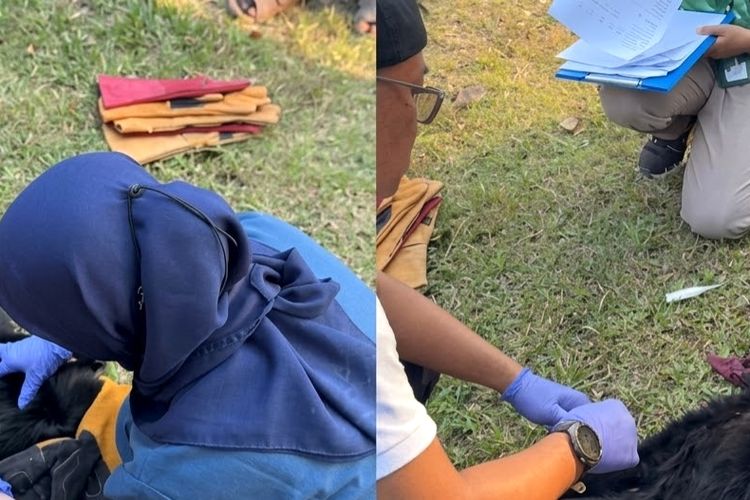 Viral Video Satwa Diduga Kehausan, BKSDA Evakuasi 4 Hewan dari Bumi Kedaton
