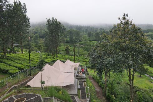 Agrowisata Gunung Mas di Bogor, Tempat Healing dengan Pemandangan Kebun Teh