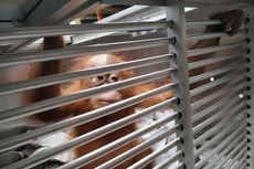 Penyelundupan Anak Orangutan Digagalkan di Bandara Ngurah Rai Bali