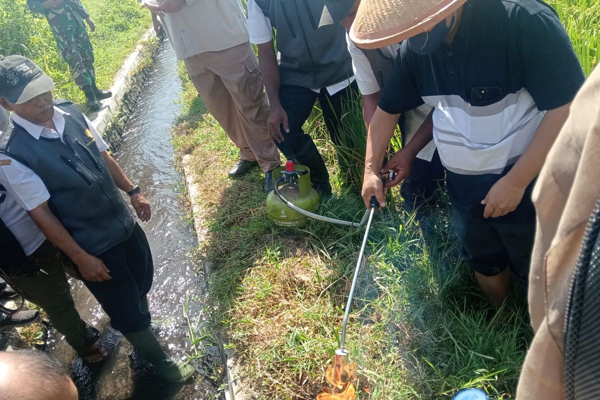 Petugas Dinas Pertanian membakar lubang tikus dengan belerang, Rabu (30/4/2025).