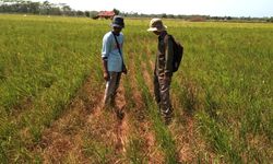 Antisipasi Perubahaan Iklim, Kementan Latih Petani Agar Bisa Beradaptasi