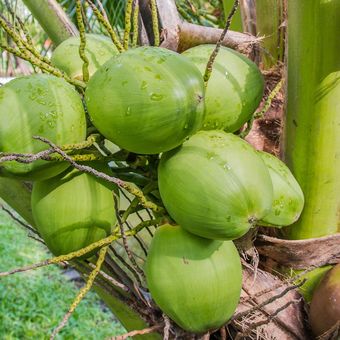 Ilustrasi buah kelapa. 
