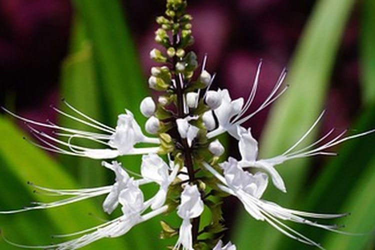 Ilustrasi tanaman kumis kucing, menanam kumis kucing