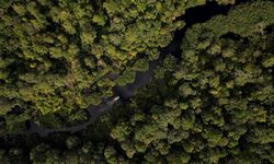 Tanpa UU Kehutanan Baru, Hutan dan Masa Depan Iklim Terancam