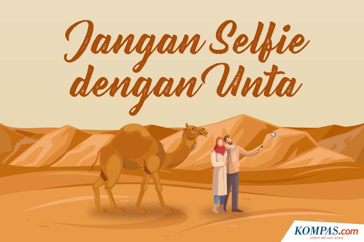 Jangan Selfie dengan Unta