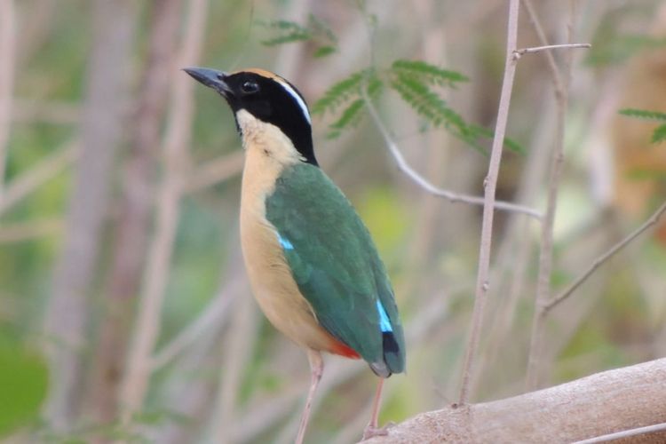 Burung Elegan Pitta di Kawasan Hutan di Flores Barat. Para photografer khusus burung selalu mengabadikan keunikan burung ini karena keelokan warna bulunya. (Arsip/Samuel Rabenak)