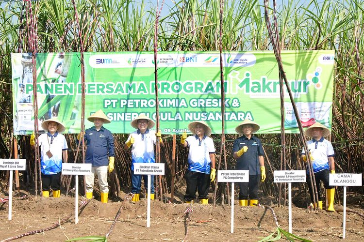 Panen dan tanam Demonstration Plot (Demplot) program makmur yang dilaksanakan di Desa Jrambe, Kecamatan Dlanggu, Kabupaten Mojokerto, Jawa Timur, Rabu (9/8/2023).