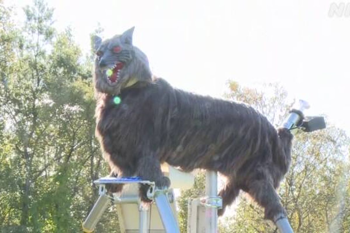Robot serigala yang dijuluki Monster Wolf untuk mengusir beruang. Robot tersebut dipasang di wilayah Takikawa, Hokkaido, Jepang.