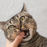 Alasan Kucing Suka Menggigit Jari-jari Kaki Kita