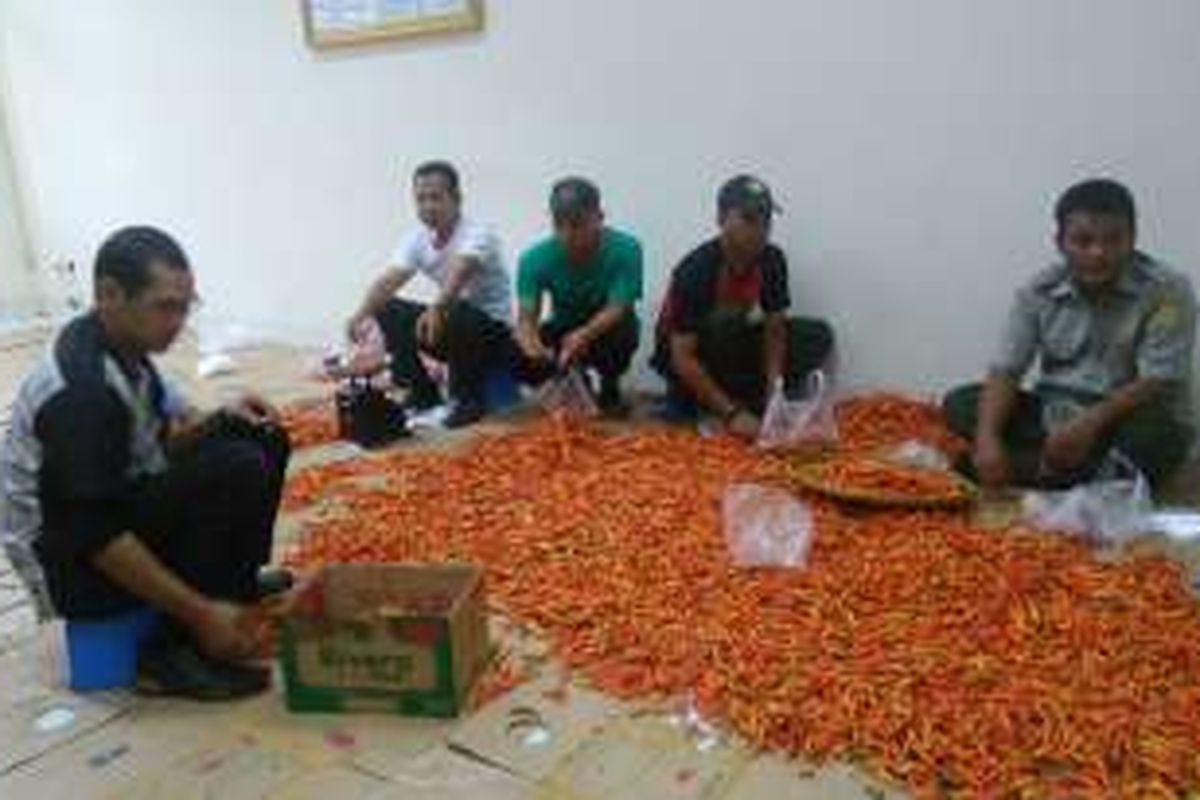 Cabai Rawit Merah di Ditjen Hortikultura Kementerian Pertanian