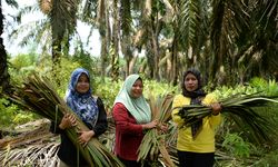 Cegah Dominasi Industri Monokultur, Daerah Perlu Diversifikasi Komoditas
