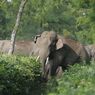 Gajah dan Badak Terancam Punah, Inilah Peran Mereka bagi Bumi