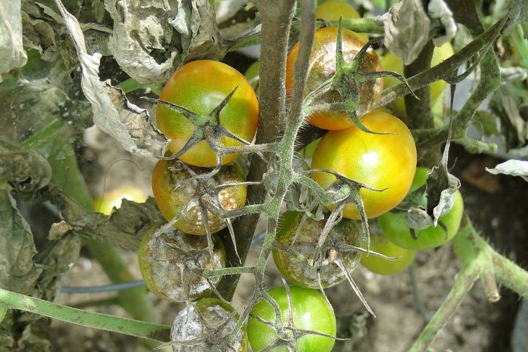 Ilustrasi tanaman tomat terserang penyakit busuk daun.