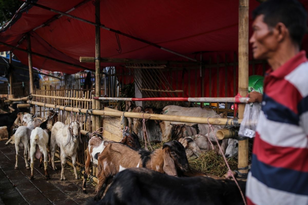 Pedagang kambing menjajakkan hewan kurban di trotoar Jalan KH Mas Mansyur, Tanah Abang, Jakarta Pusat, Kamis (31/8/2017). Meskipun telah dilarang oleh Pemerintah Provinsi DKI Jakarta untuk berjualan hewan kurban di atas trotoar, sejumlah pedagang masih terlihat menjajakannya di pinggir jalan dengan harga bervariasi mulai dari Rp 1,5 juta hingga Rp 8 juta.