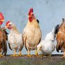Bagikan 25.000 Telur Gratis dan Lepas 200 Ayam, Peternak: Menggambarkan Kefrustrasian Kami