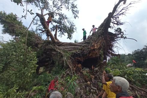 Dikira Gempa, Pohon Beringin Berusia Ratusan Tahun Tumbang Timpa Rumah Warga Sikka