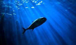 Sembilan Titik Laut Dalam di Sumatra Punya Potensi Tinggi, dari Udang hingga Beragam Karang