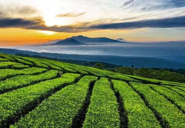 Revitalisasi Kebun Teh