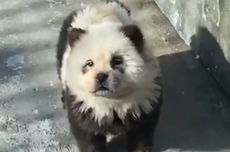 Kebun Binatang di China Ubah Anjing Menyerupai Panda, Tuai Kecaman Pengunjung