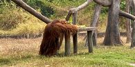 Punya Kecerdasan Setara Anak 6 Tahun, Begini Cara Orangutan Didi Kabur dari Solo Safari