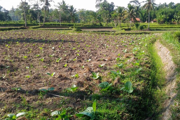 Tanaman tembakau di Desa Sukogidri, Kecamatan Ledok Ombo, Kabupaten Jember. Salah satu komoditas andalan asal Jember ini telah menembus pasar ekspor.