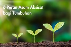 6 Peran Asam Absisat bagi Tumbuhan