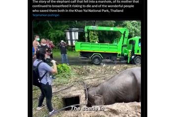 Kisah-Penyelamatan-Anak-Gajah-yang-Terperosok-Lubang-Sang-Induk-Bertaruh-Nyawa-Menemani